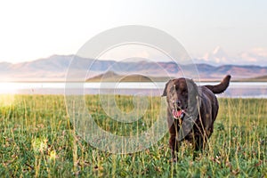 Brown labrador running along the lake against the background of mountains