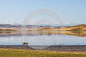A brown labrador runs along a salt lake against the backdrop of mountains and Khan Tengri Peak