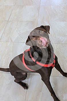 Brown Labrador Sitting and Licking Nose