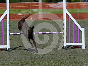 Brown Labrador type dog jumps over agility trial fence