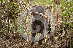 Brown Labrador walking in the forest with a big large stick