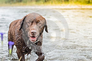 The brown labrador was swimming in the river. Wet chocolate labrador