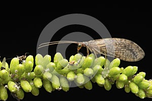 Brown lacewing feasting on pest aphids, Sympherobius barberi, Satara, Maharashtra