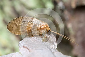 Brown lacewing, Wesmaelius concinnus