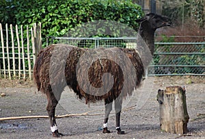 Brown Lama