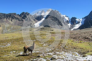 Brown lama at the bottom of big snow mountain photo