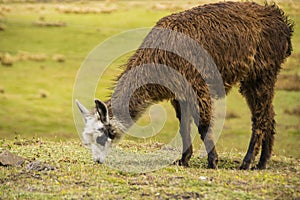 Brown lama eating grass photo