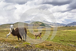 Brown lamas eating grass photo