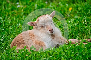 Brown lamb is lying on a green meadow
