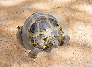 Brown land large turtle crawling on the yellow sand, walking home beloved pet