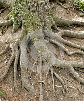 Brown large tree roots extending from the trunk into the ground.