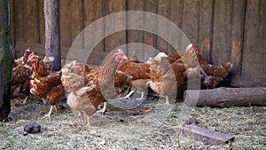 Brown laying hens on the farm in summer.. egg-laying hens in the yard