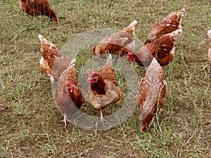 Brown laying hens free range