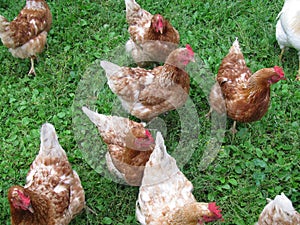 Brown laying hens free range