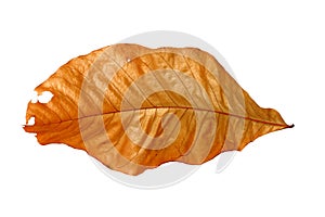Brown leaf