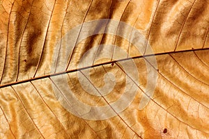 Brown leaf