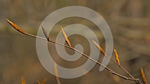Beech leaf buds in the spring forest