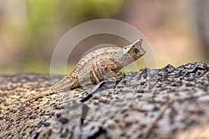 Brown leaf chameleon, Brookesia superciliaris, Reserve Peyrieras Madagascar Exotic. Madagascar