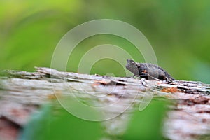 Brown leaf chameleon