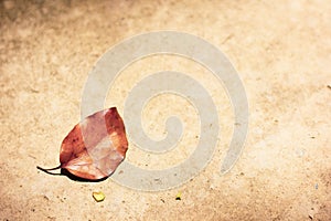 Brown leaf of Cinnamomum camphora tree