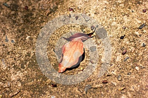 Brown leaf of Cinnamomum camphora tree