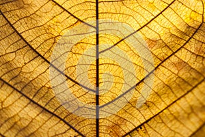 Brown leaf closeup