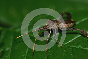 Leaf-footed bug