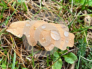 Brown leaf on the ground with raindrops