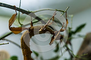 brown leaf insect macro photo