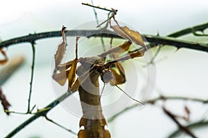 brown leaf insect macro