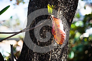 A brown leaf on a large tree trunk in the streets of the city of Salvador, Brazil photo