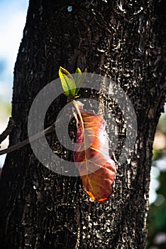 A brown leaf on a large tree trunk in the streets of the city of Salvador, Brazil photo