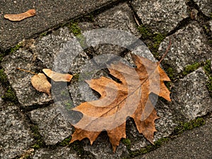 Brown leaf laying on the paving. Autumn time.