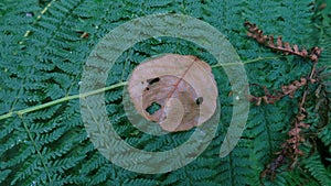 Brown leaf with pareidolia on green fern leaf for ecological messages photo