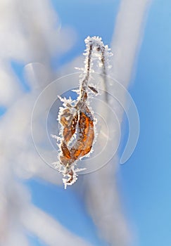 Brown leaf with rime frost