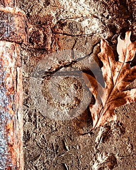 A brown leaf and rusty metal - BROWN - RUST