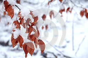 Brown leaf shaded with snow