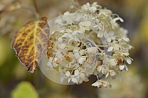 Brown leaf and a smooth Hydrangea arborescens white flowers at summer garden