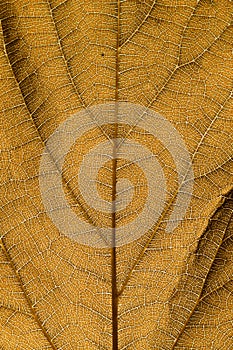 Brown leaf texture