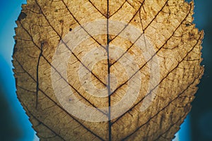 Brown leaf texture and background. Macro view of dry leaf texture. Organic and natural pattern. Abstract texture and background.