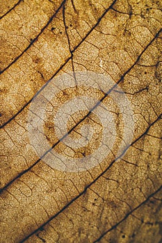 Brown leaf texture and background. Macro view of dry leaf texture. Organic and natural pattern. Abstract texture and background.