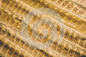 Brown leaf texture and background. Macro view of dry leaf texture. Organic and natural pattern.