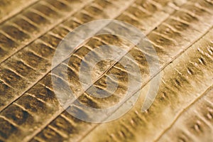 Brown leaf texture and background. Macro view of dry leaf texture. Organic and natural pattern.