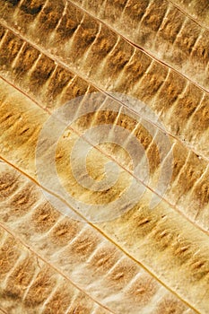 Brown leaf texture and background. Macro view of dry leaf texture. Organic and natural pattern.