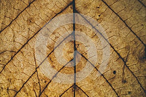 Brown leaf texture and background. Macro view of dry leaf texture. Organic and natural pattern. Abstract texture and background.