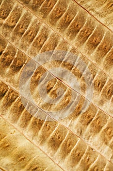 Brown leaf texture and background. Macro view of dry leaf texture. Organic and natural pattern.