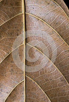 Brown leaf vertical photo. Autumn leaf texture macrophoto. Yellow leaf vein pattern.