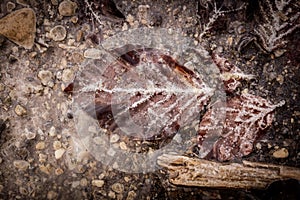 Brown leaf with white sediment in polluted water