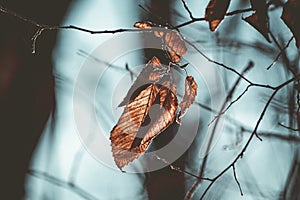 Brown leafe in a park photo