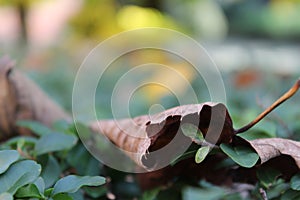 Brown leafe in a park photo